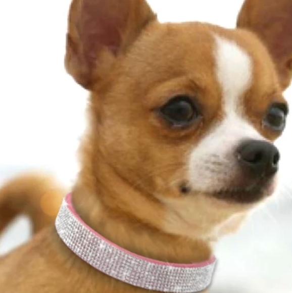 Bubble gum pink dog cat collar Very Elle Woods! - Picture 4 of 7